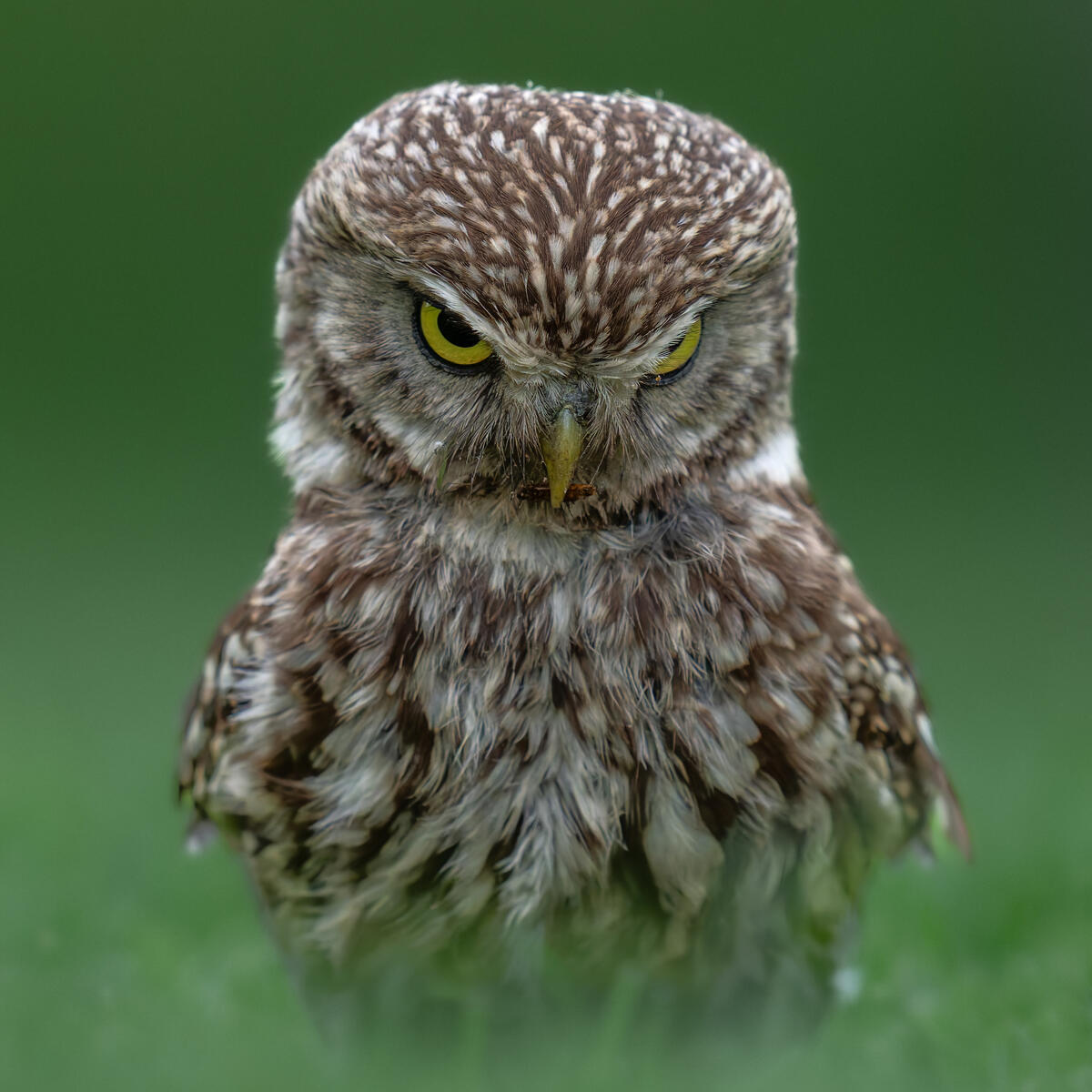 Little Owl