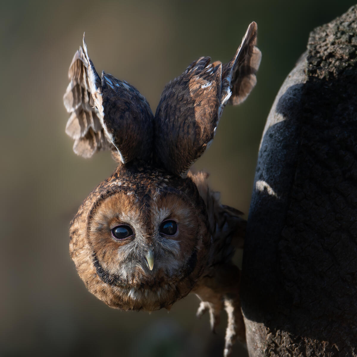 Tawny Owl
