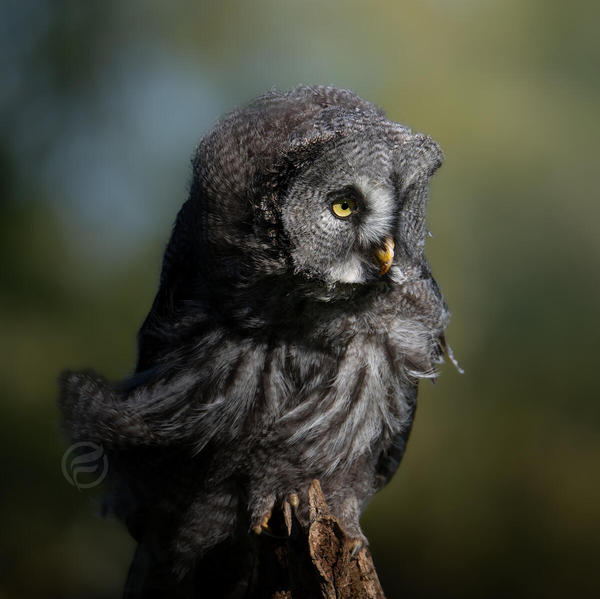 Great Gray Owl