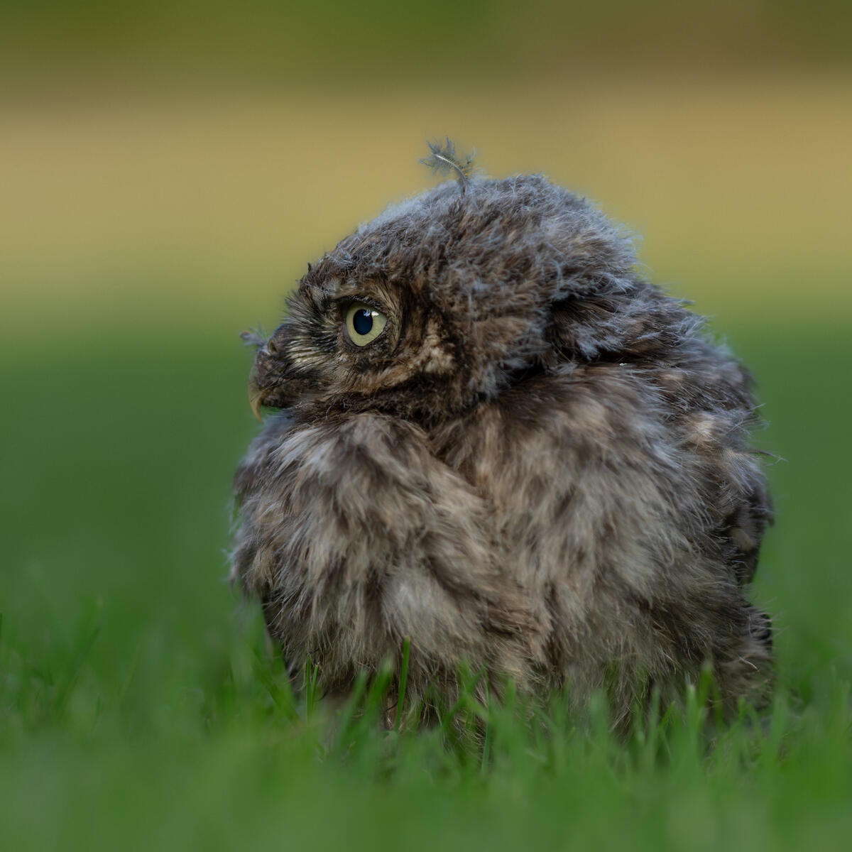 Little Owl