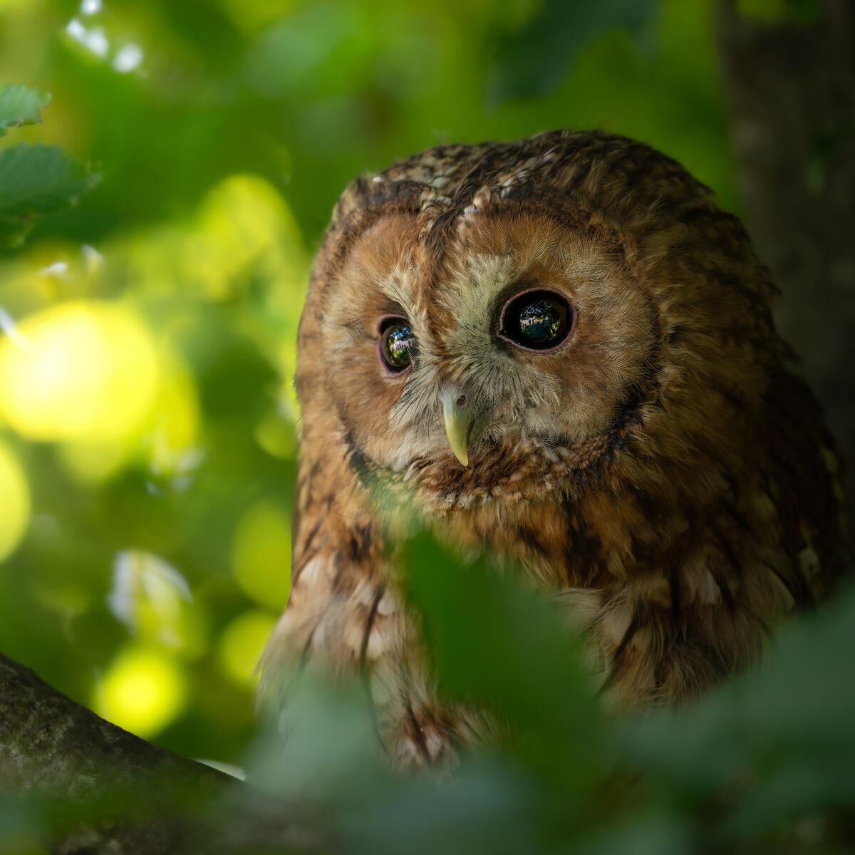Tawny Owl