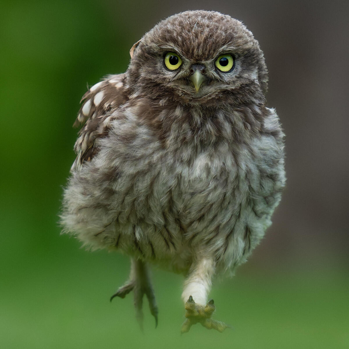 Little Owl