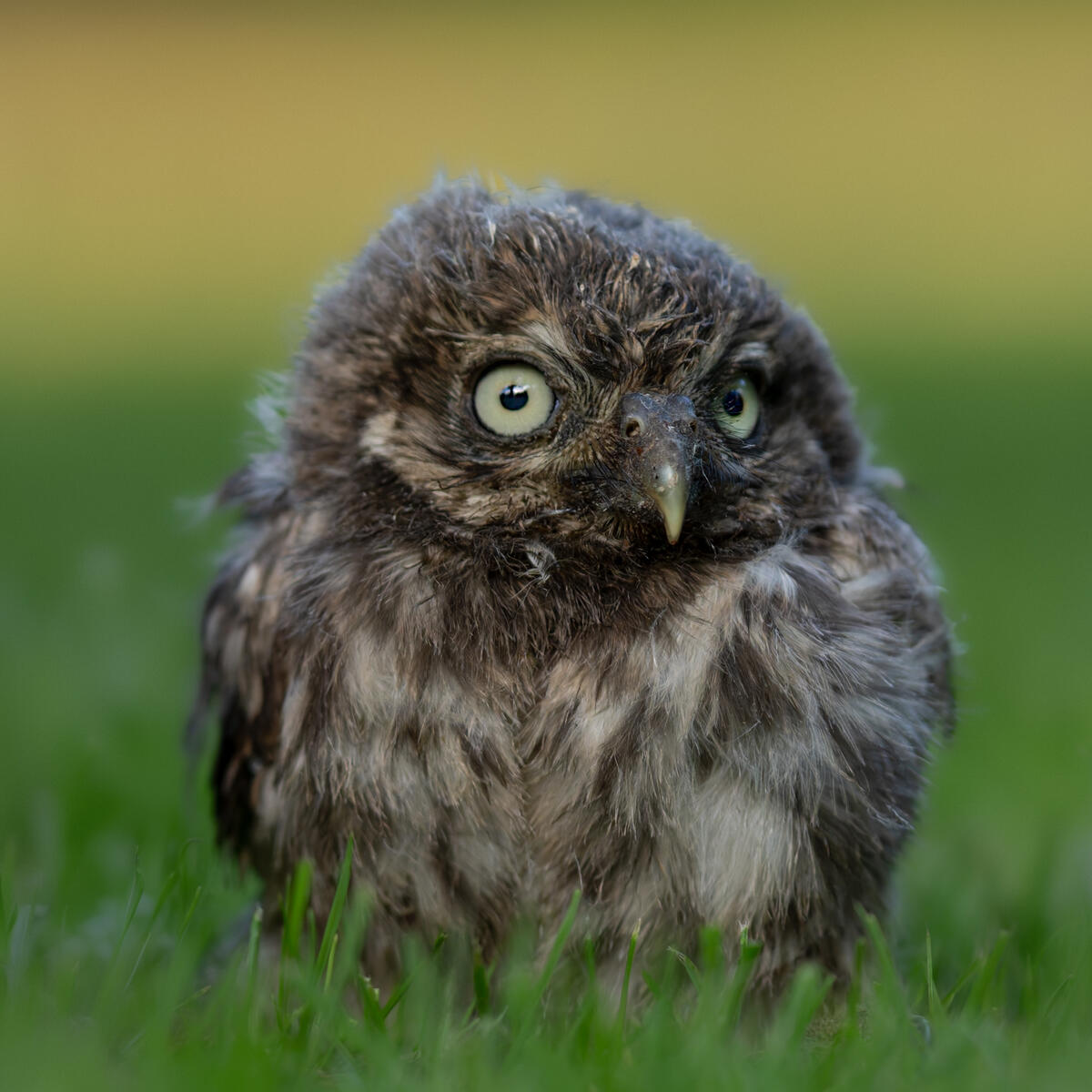 Little Owl