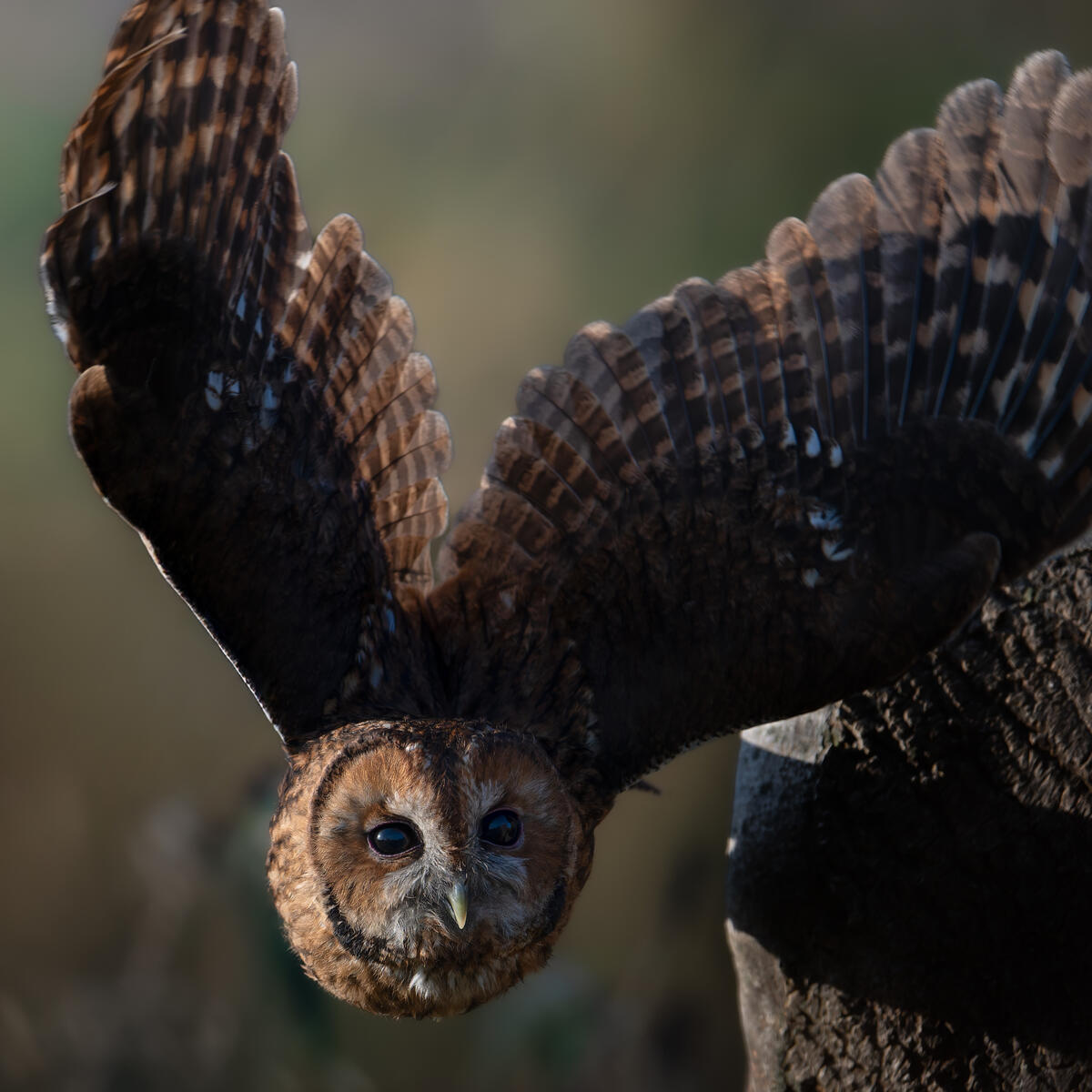 Tawny Owl