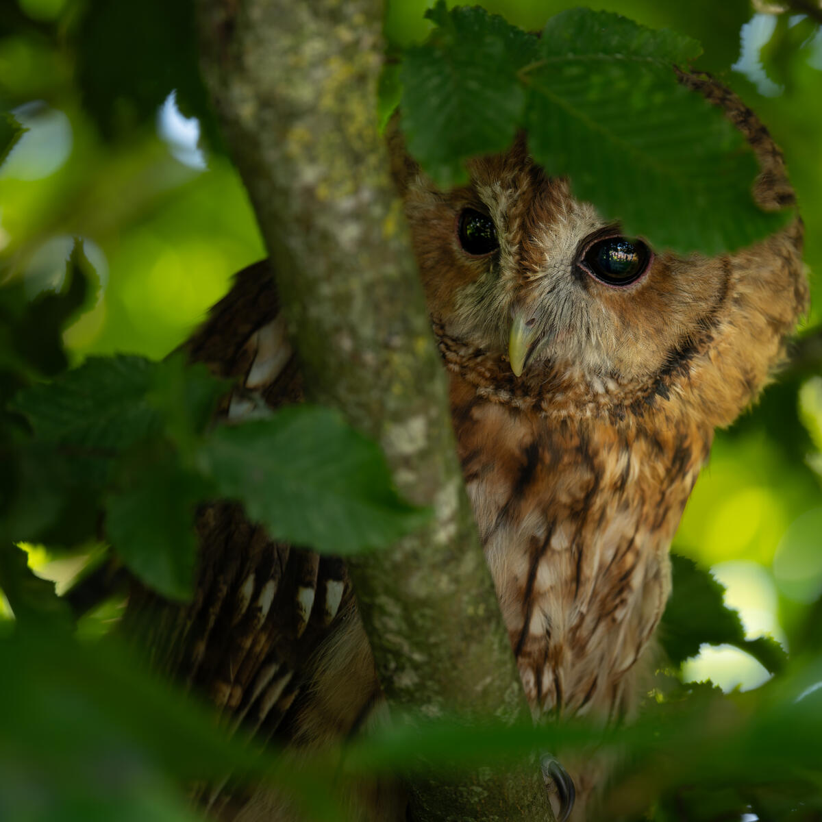 Tawny Owl