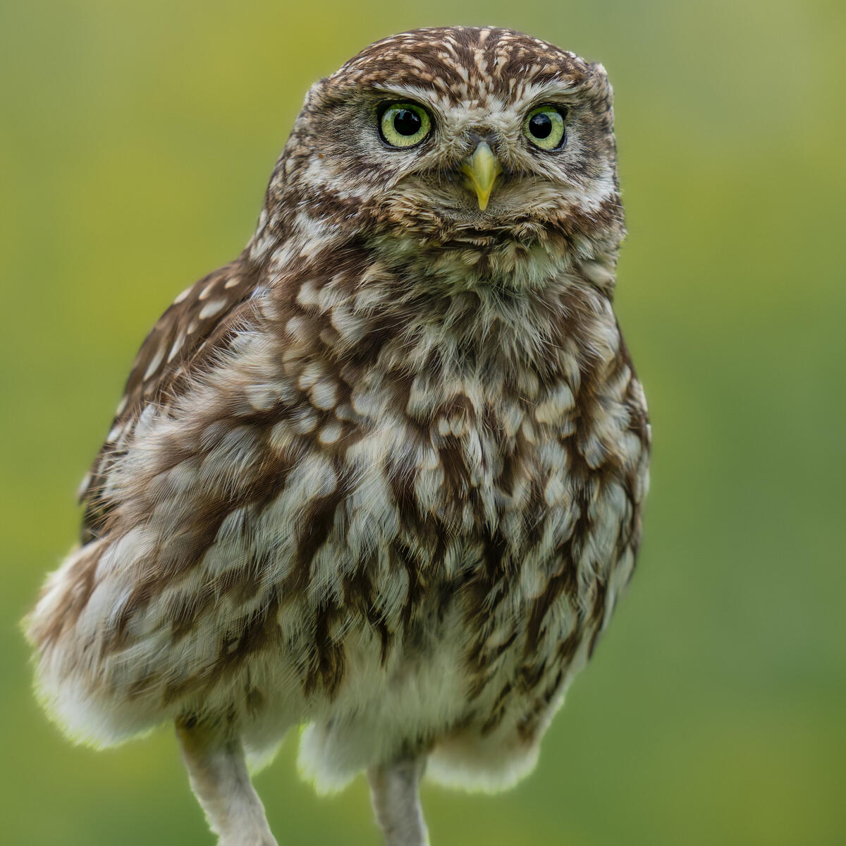 Little Owl