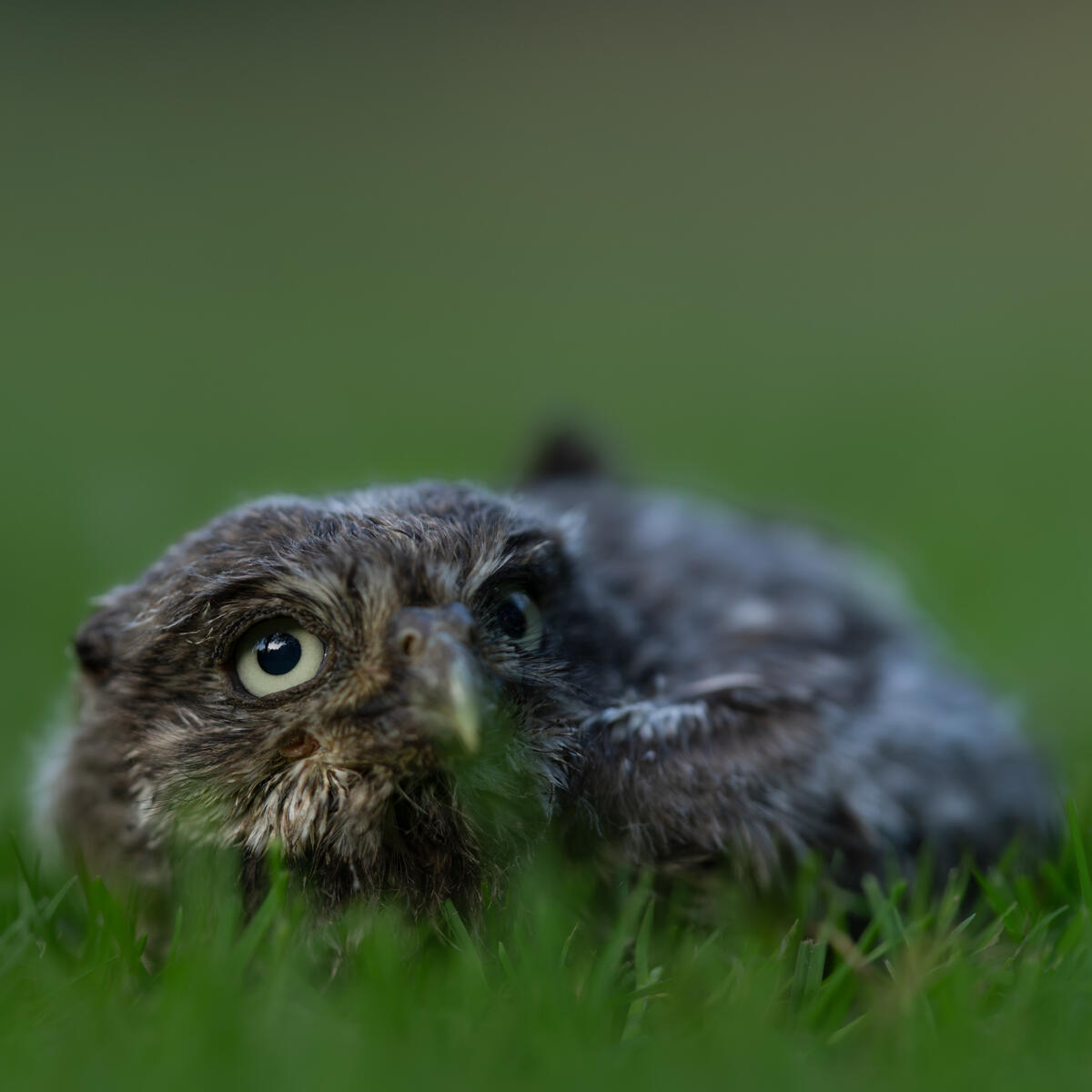 Little Owl