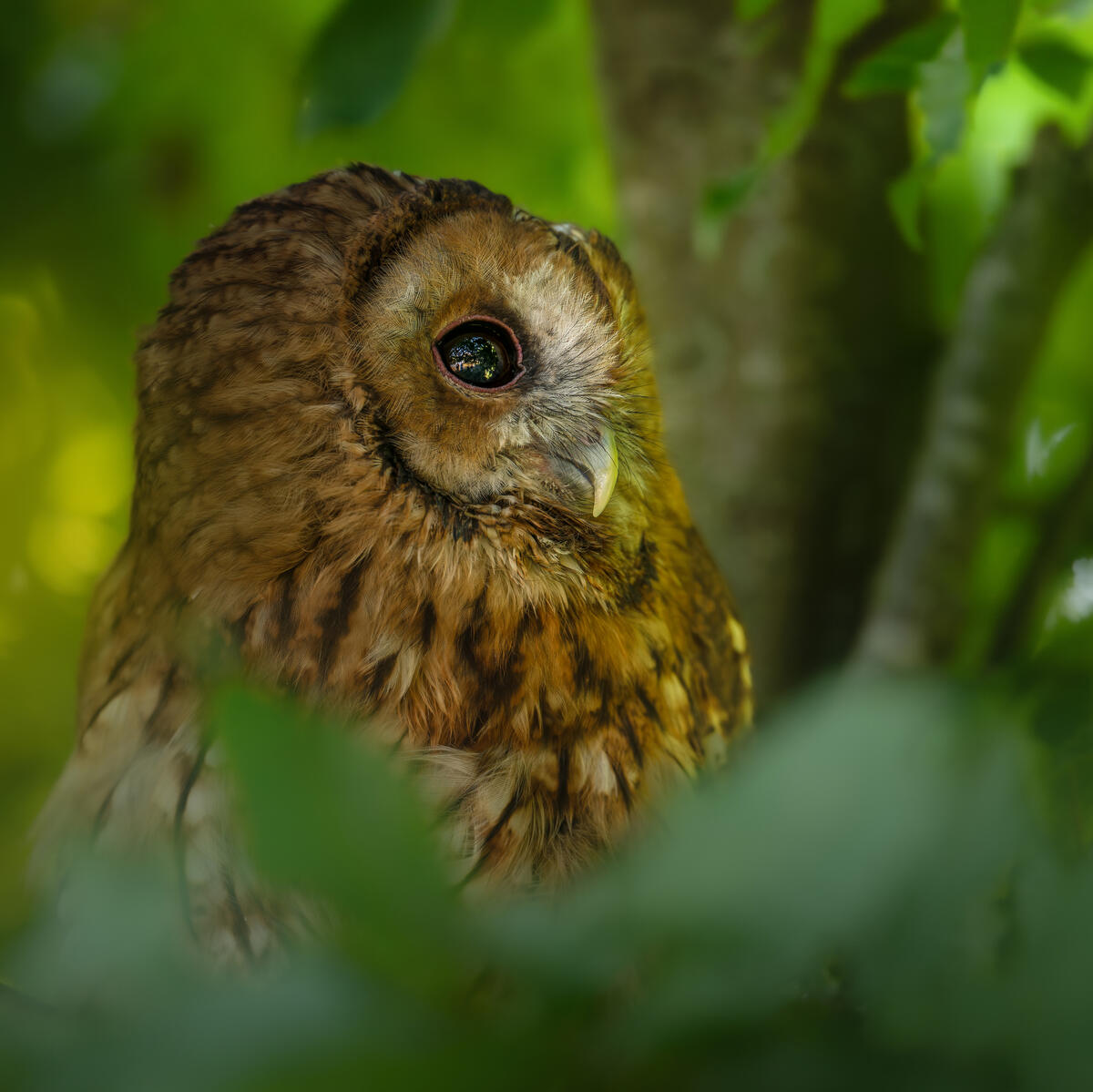 Tawny Owl