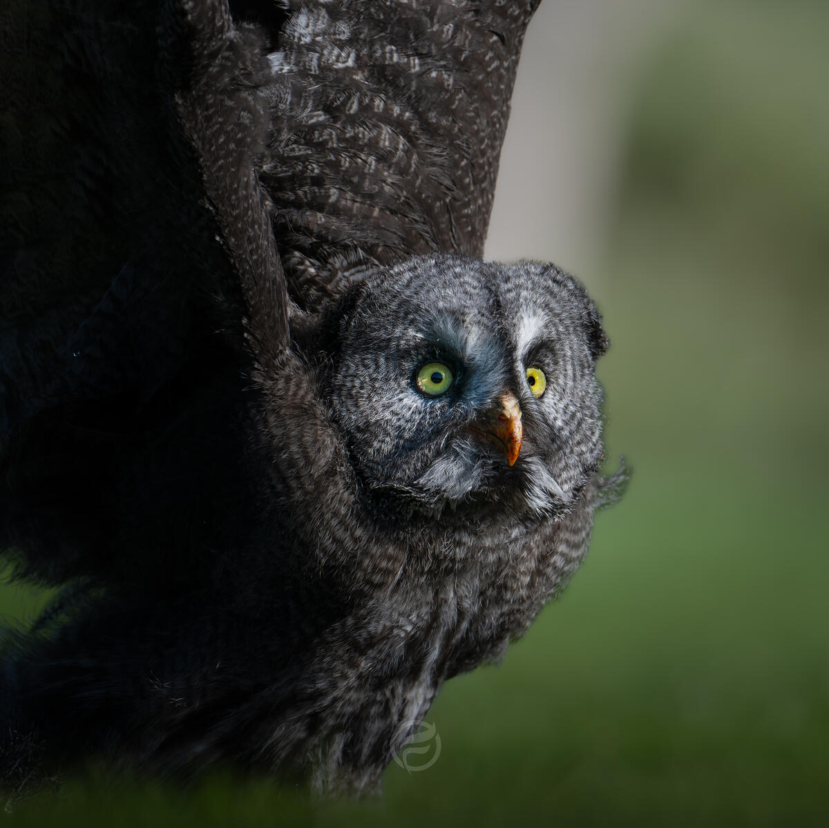 Great Gray Owl