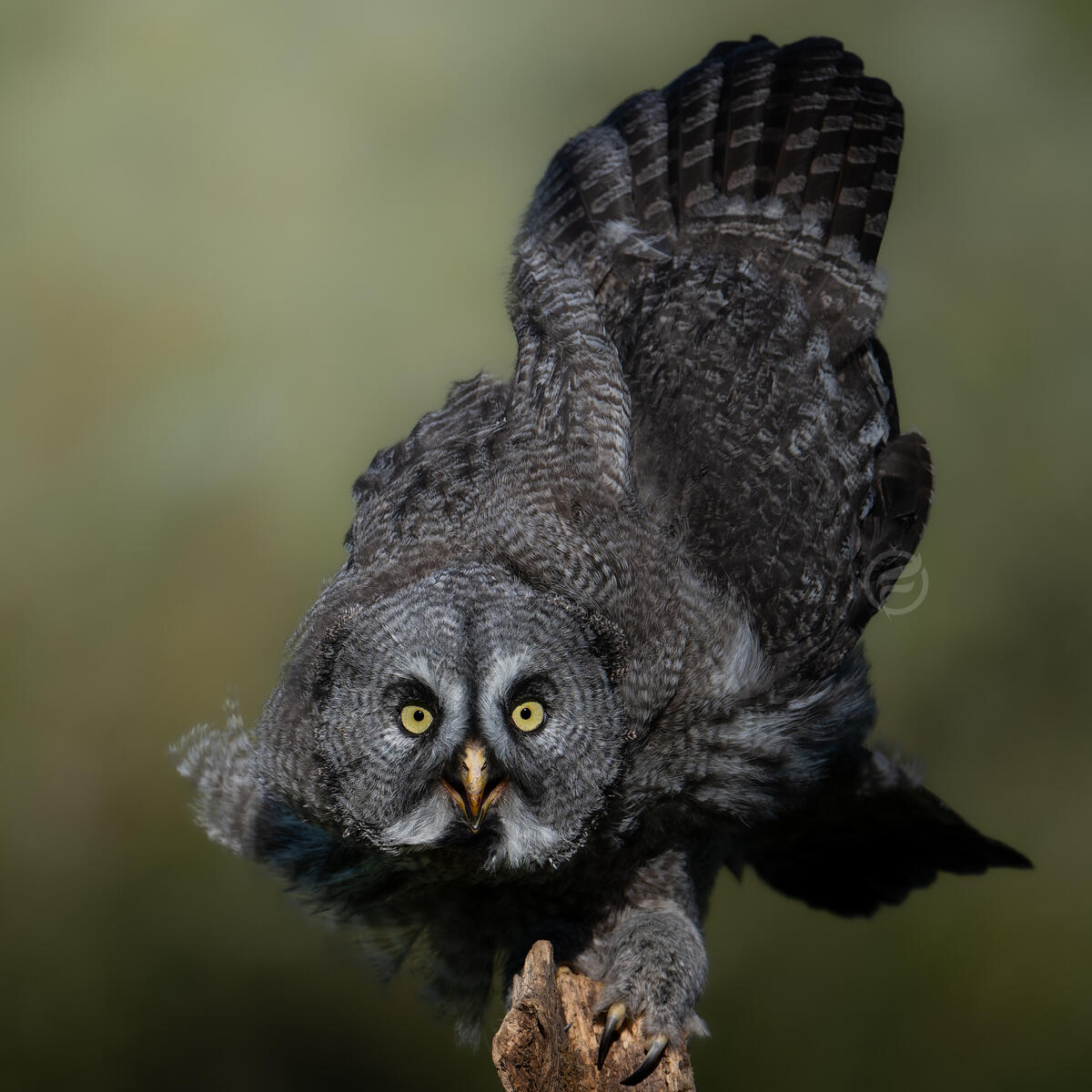Great Gray Owl