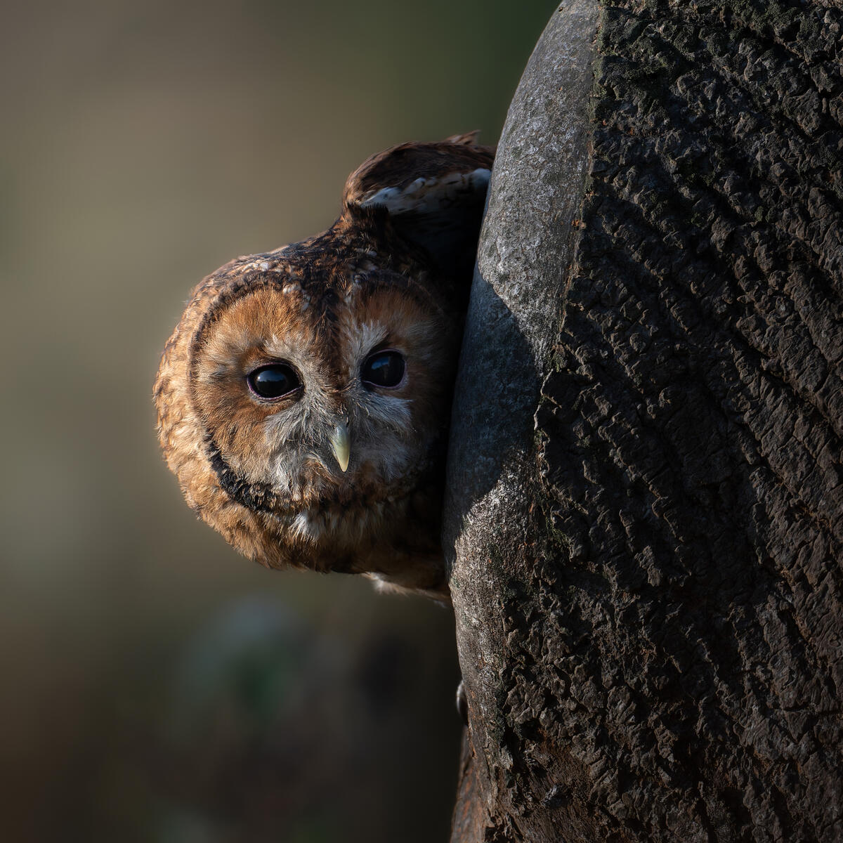 Tawny Owl